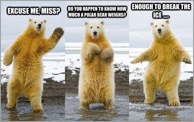 20 hilarious and adorable polar bear pick up lines 4